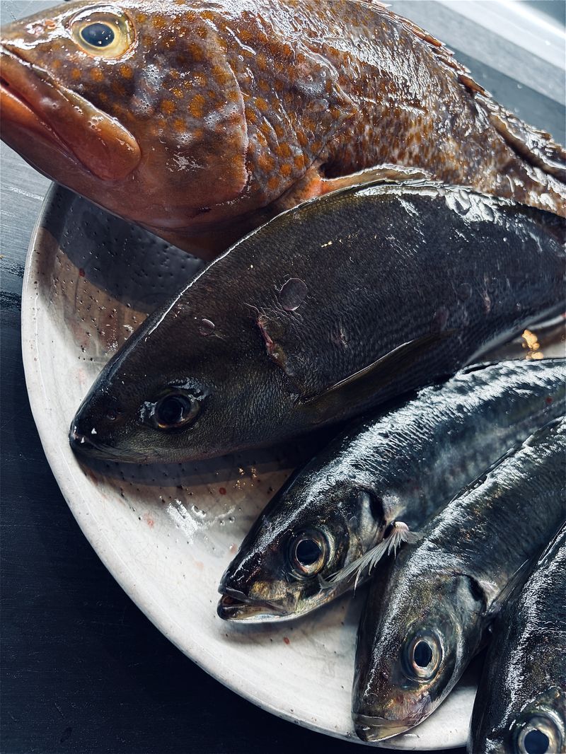 本日の仕入れ アジ・イサキ