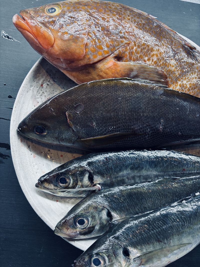 アジ・イサキ 丸魚